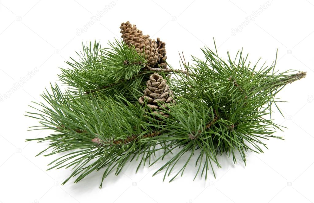 branch of pine with cones isolated 