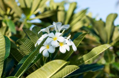 Beyaz frangipani tropikal çiçek plumeria çiçek