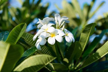 Beyaz frangipani tropikal çiçek plumeria çiçek