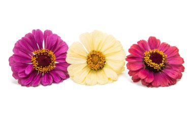 Zinnia buket çiçek 