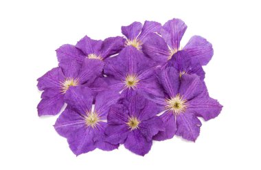  lavendar akasma çiçek 