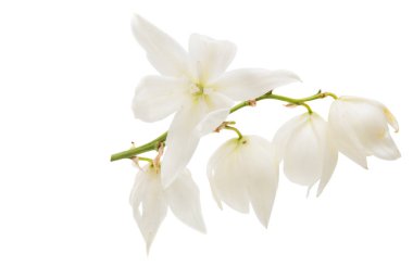 Yucca beyaz çiçek 