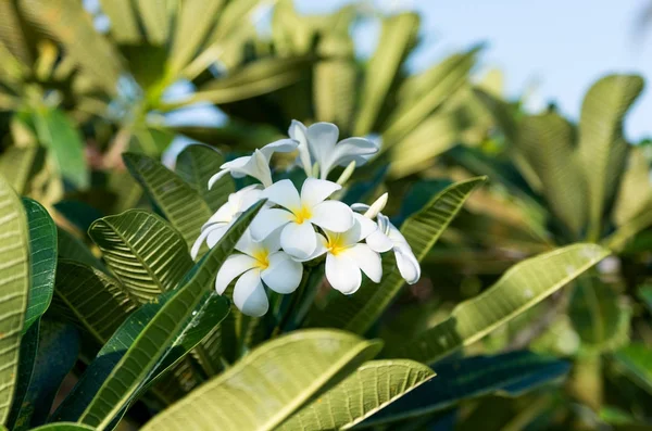 Flor tropical de frangipani blanco plumeria flor — Foto de Stock