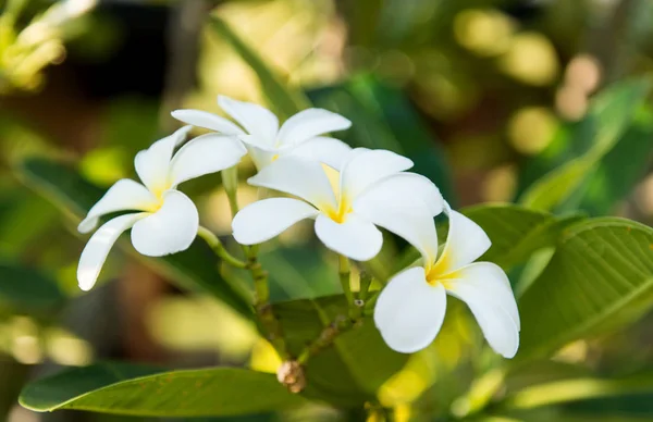 Vita frangipani tropisk blomma plumeria blomma — Stockfoto