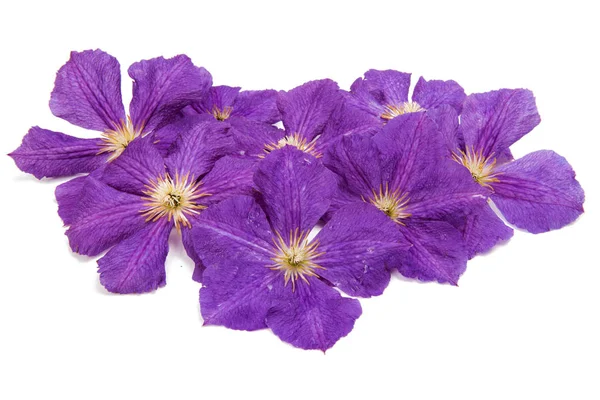  lavendar akasma çiçek 