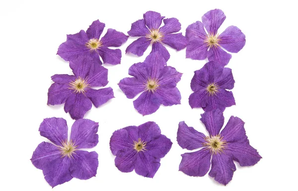 Flor de lavendar clematis —  Fotos de Stock