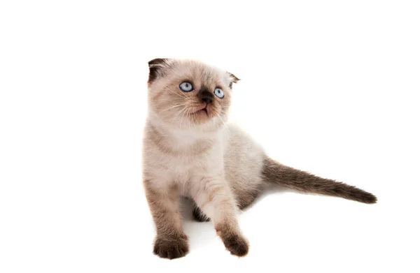 美しいスコティッシュフォールド子猫 — ストック写真