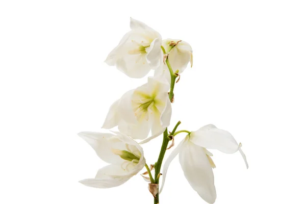 Yucca flor branca — Fotografia de Stock