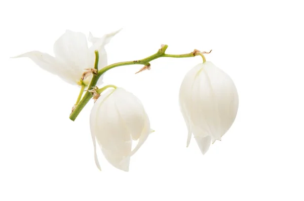 Yucca, bílý květ — Stock fotografie
