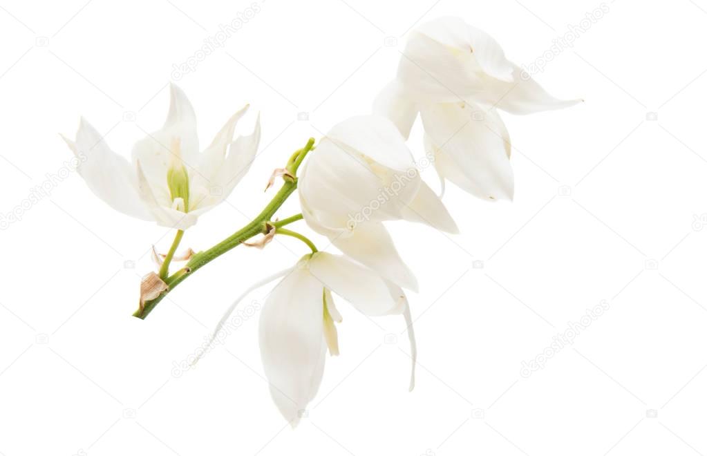 yucca white flower 