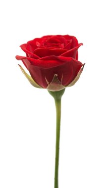 kırmızı gül izole 