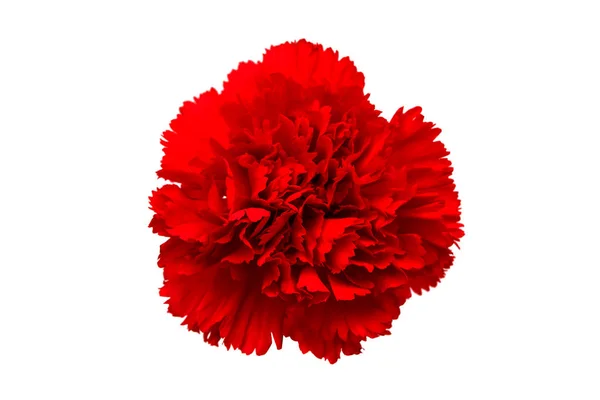 Goździk czerwony na białym tle — Zdjęcie stockowe