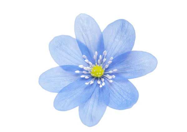 Blaue Blume isoliert — Stockfoto