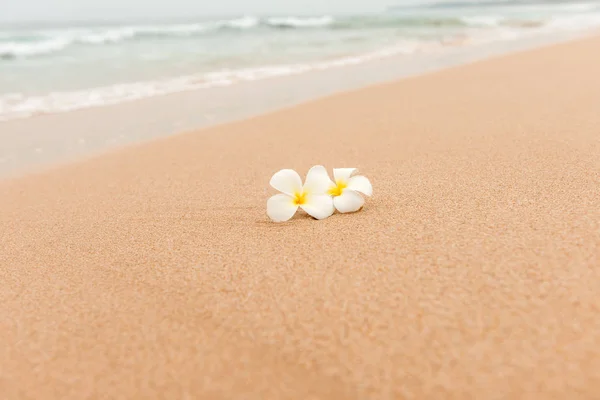 VoransichtWeiße Plumeria (Frangipani) Blume am sonnigen Strand Sand — Stockfoto