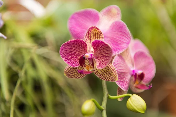 buket çiçek açan orkide 