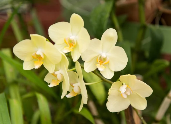 Buket çiçek açan orkide — Stok fotoğraf