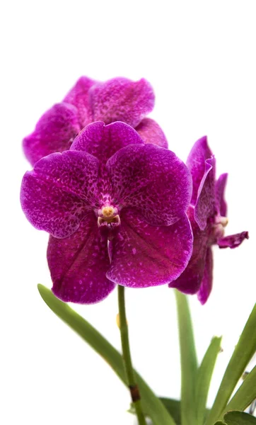 Orchidea fiorita del mazzo — Foto Stock