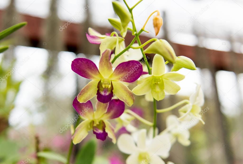 bouquet blooming orchid 