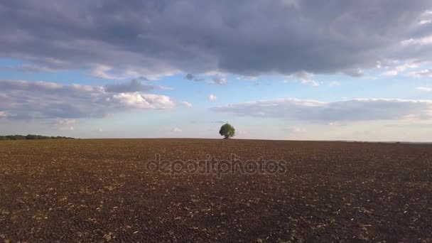 Одинокое дерево на вспаханном поле Видеоклип