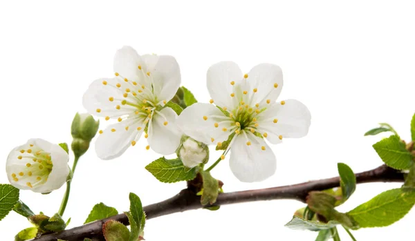 Körsbärsblommor isolerade — Stockfoto