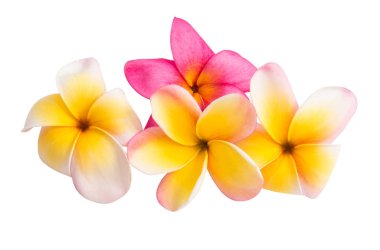 izole frangipani çiçek 
