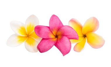 izole frangipani çiçek 