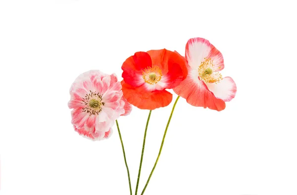 Beautiful flowers of a poppy isolated — Stock Photo, Image