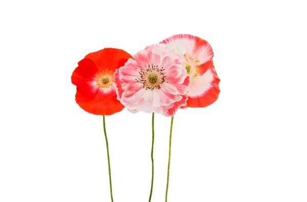 Beautiful flowers of a poppy isolated — Stock Photo, Image