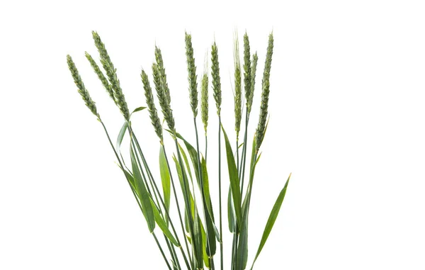 Zelený uši pšenice, izolované — Stock fotografie