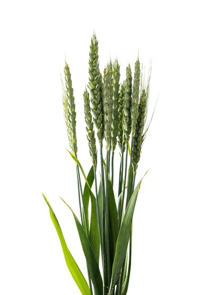 绿色的小麦被隔绝的耳朵 — 图库照片