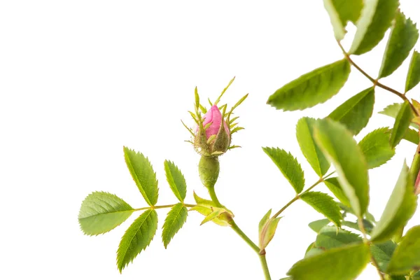 Nypon gren med blommor som isolerade — Stockfoto