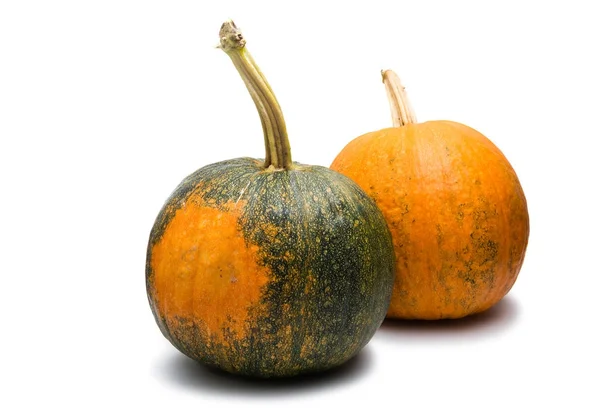 Pumpkin agriculture isolated — Stock Photo, Image