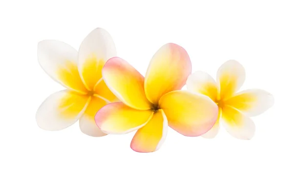 Flor de frangipani isolada — Fotografia de Stock