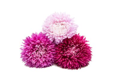 izole güzel Aster çiçek 