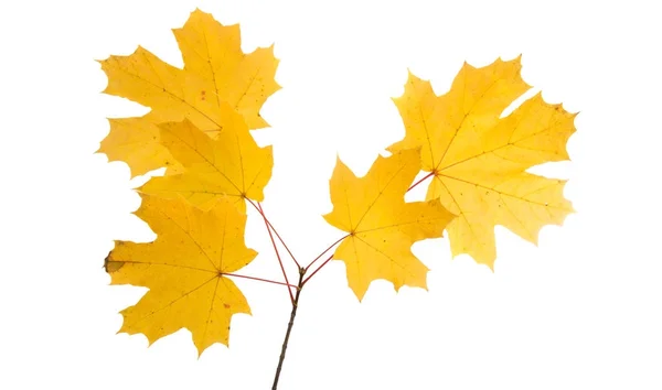 Herbstblätter isoliert — Stockfoto