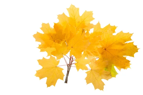 Herbstblätter isoliert — Stockfoto