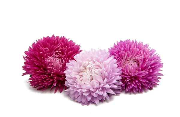 Beautiful asters flower isolated — Stock Photo, Image