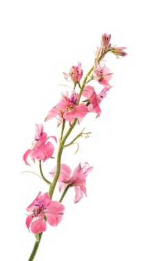 kır çiçekleri izole 