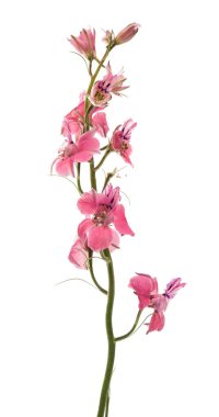 kır çiçekleri izole 