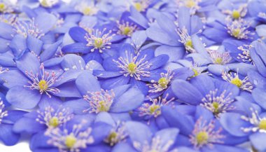 mantarı nobilis çiçekler 