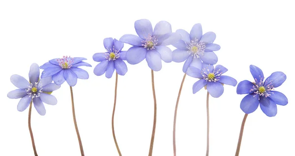 Hepatica nobilis flowers — Stock Photo, Image