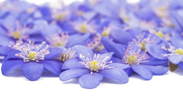 Hepatica nobilis virágok — Stock Fotó