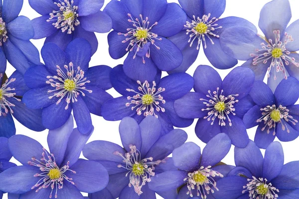 Mantarı nobilis çiçekler — Stok fotoğraf