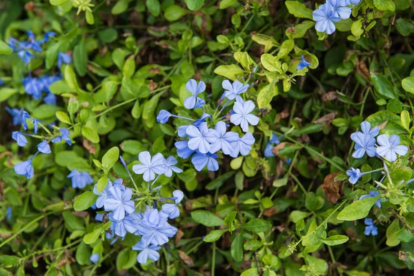 Stäng upp Cape Leadwort blomma (Plumbago auriculata ) — Stockfoto
