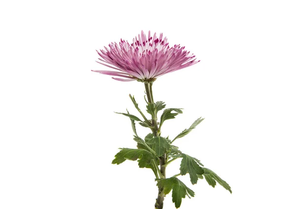 Pink chrysanthemum flowers — Stock Photo, Image