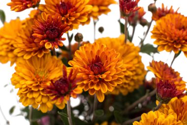 Turuncu kasımpatı çiçekleri 