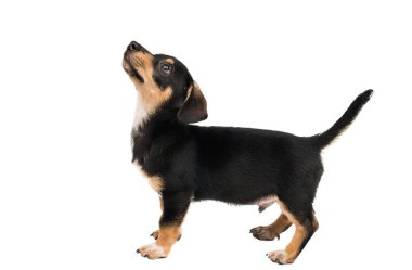 köpek yavrusu dachshund izole 