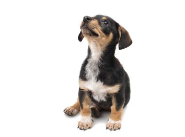 köpek yavrusu dachshund izole 