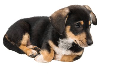 köpek yavrusu dachshund izole 