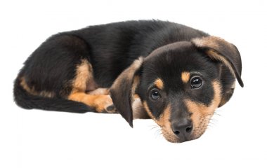 köpek yavrusu dachshund izole 